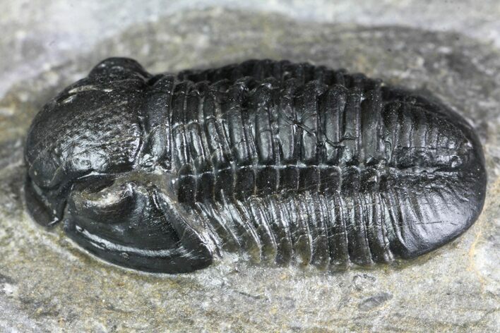 Detailed Gerastos Trilobite Fossil - Morocco #134089